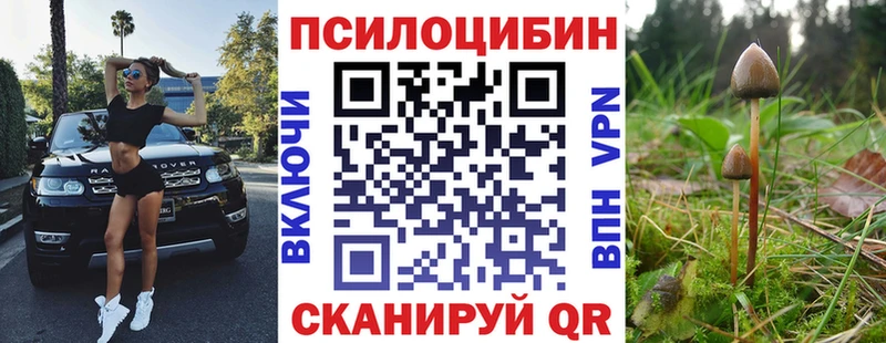 Купить закладки  Тосно  Псилоцибиновые грибы Cubensis 